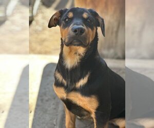 Rottweiler Dogs for adoption in Menifee, CA, USA