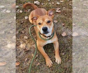 Chinese Shar-Pei-Unknown Mix Dogs for adoption in Peoria, IL, USA
