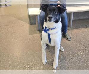 Border Collie Dogs for adoption in Redwood City, CA, USA