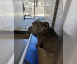 American Pit Bull Terrier Dogs for adoption in Downey, CA, USA