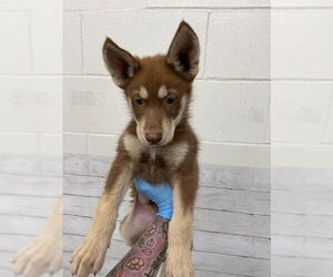 Siberian Husky Dogs for adoption in San Bernardino, CA, USA