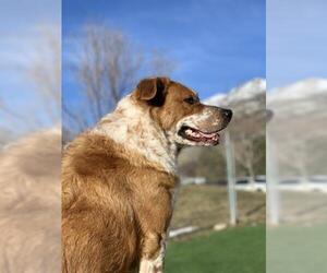 Australian Shepherd Dogs for adoption in Fruit Heights, UT, USA