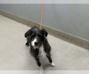 Miniature Schnauzer-Unknown Mix Dogs for adoption in Las Vegas, NV, USA