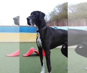 Great Dane Dogs for adoption in San Francisco, CA, USA