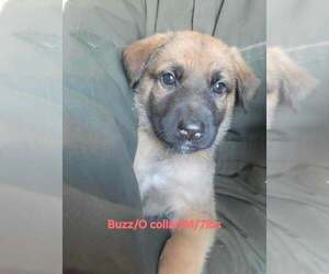 German Shepherd Dog-Rhodesian Ridgeback Mix Dogs for adoption in Aurora, IN, USA