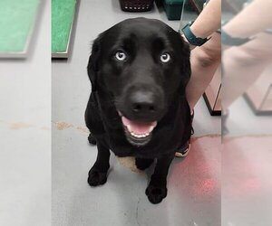 Labrador Retriever-Siberian Husky Mix Dogs for adoption in Peoria, IL, USA