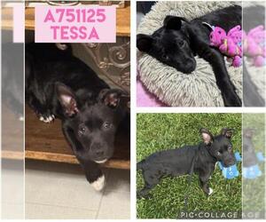 Mutt Dogs for adoption in San Antonio, TX, USA