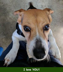 Beagle Dogs for adoption in Oak Ridge, TN, USA