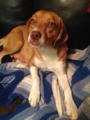 Beagle-Unknown Mix Dogs for adoption in Lindale , TX, USA