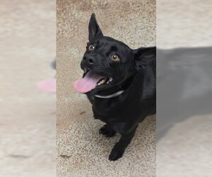 Chihuahua Dogs for adoption in Salinas, CA, USA