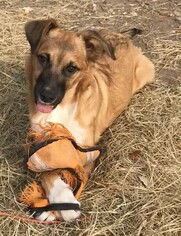 Shollie Dogs for adoption in Von Ormy, TX, USA