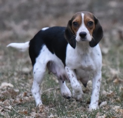 Beagle Dogs for adoption in Mechanicsburg, PA, USA