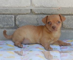 Chiweenie Dogs for adoption in Junction, TX, USA