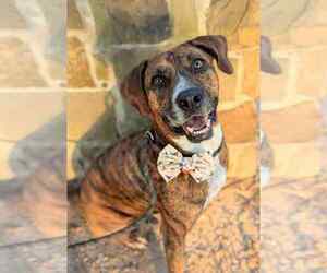 Mutt Dogs for adoption in FRAMINGHAM, MA, USA