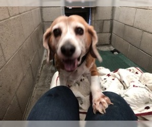 Bagle Hound Dogs for adoption in Carmichael, CA, USA
