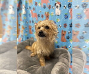 Mutt Dogs for adoption in Raleigh, NC, USA