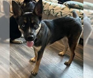 German Shepherd Dog-Huskies  Mix Dogs for adoption in Rolesville, NC, USA
