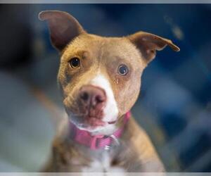 Mutt Dogs for adoption in Tulsa, OK, USA