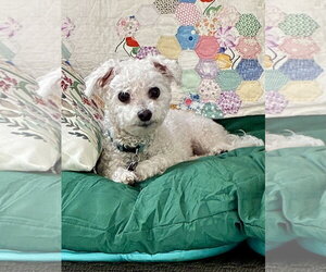 Bichon Frise-Unknown Mix Dogs for adoption in Alexandria, KY, USA