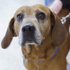 Redbone Coonhound-Unknown Mix Dogs for adoption in Fairfax, VA, USA