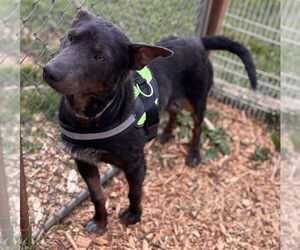 German Shepherd Dog-Unknown Mix Dogs for adoption in Rustburg, VA, USA