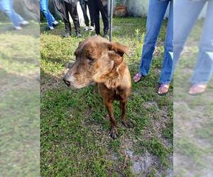 Labrador Retriever Dogs for adoption in Fort Lauderdale, FL, USA