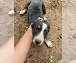 Labrador Retriever-Unknown Mix Dogs for adoption in San Antonio, TX, USA