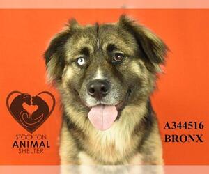 German Shepherd Dog Dogs for adoption in Stockton, CA, USA