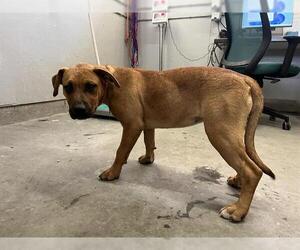 Mutt Dogs for adoption in Camarillo, CA, USA