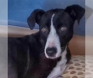 Labrador Retriever Dogs for adoption in San Pablo, CA, USA