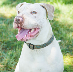 American Staffordshire Terrier-Unknown Mix Dogs for adoption in Ventura, CA, USA