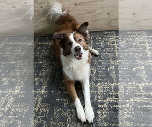 Border Collie Dogs for adoption in Highland, IL, USA