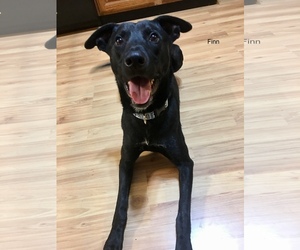 Labrador Retriever Dogs for adoption in Chester, IL, USA