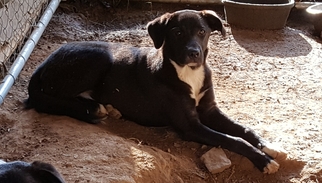 Borador Dogs for adoption in Hull, MA, USA
