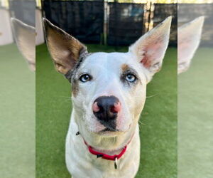 Mutt Dogs for adoption in Petaluma, CA, USA