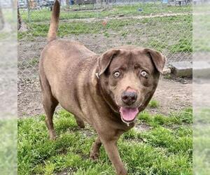 Labrador Retriever Dogs for adoption in Conroe, TX, USA