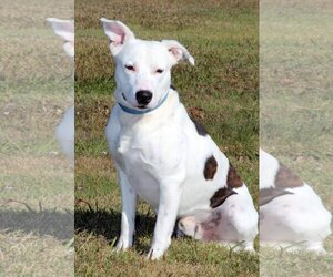 Mutt Dogs for adoption in Natchitoches, LA, USA