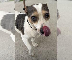 Jack Russell Terrier Dogs for adoption in Evansville, IN, USA