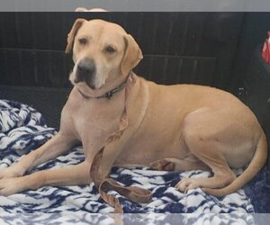 Labrador Retriever-Unknown Mix Dogs for adoption in Smithfield, PA, USA