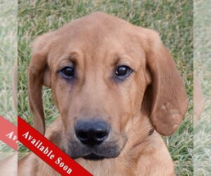 Bloodhound Dogs for adoption in Huntley, IL, USA