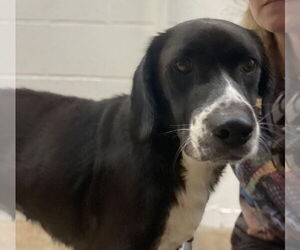 Labrador Retriever-Unknown Mix Dogs for adoption in San Diego, CA, USA