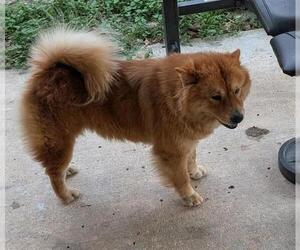 Chow Chow Dogs for adoption in San Antonio, TX, USA