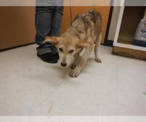 German Shepherd Dog-Huskies  Mix Dogs for adoption in Oroville, CA, USA