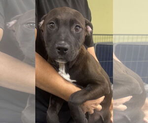 Mutt Dogs for adoption in Royal Palm Beach, FL, USA