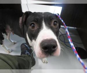 American Pit Bull Terrier-Unknown Mix Dogs for adoption in Temple, TX, USA