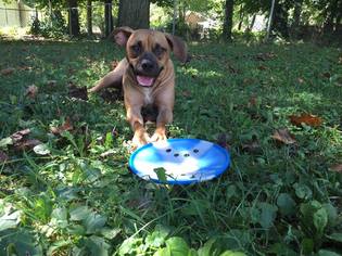 Boxador Dogs for adoption in Gilbertsville, PA, USA