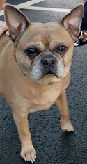 Chug Dogs for adoption in Pawtucket, RI, USA