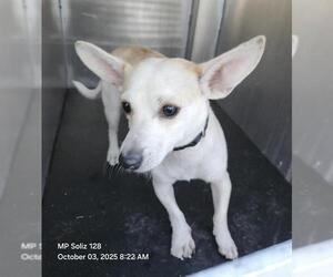 Chihuahua-Unknown Mix Dogs for adoption in San Antonio, TX, USA