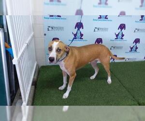 Boxador Dogs for adoption in Orlando, FL, USA