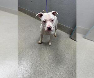 American Pit Bull Terrier-Unknown Mix Dogs for adoption in Las Vegas, NV, USA